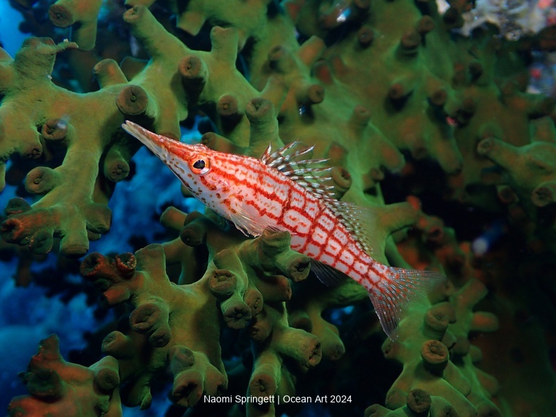 Longnose Hawkfish